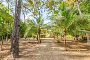 a house in the middle of a forest with palm trees at The Reserve in Dangriga