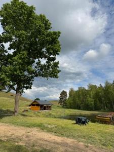 a tree and a cabin in a field next to a lake at Dolina snów in Kruklanki
