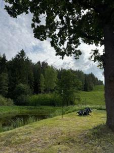 two cows laying in the grass next to a tree at Dolina snów in Kruklanki