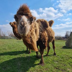 a brown camel standing in a field at Farma Wenet in Broumov