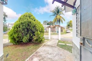 a tree in front of a house with a driveway at La Rana in San Ignacio
