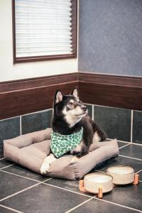 a dog sitting on a dog bed on the floor at こだま屋 in Tokyo +57 photos