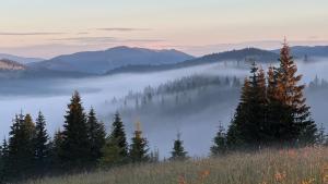 a view of a foggy valley with trees and mountains at Forest Huts in Yablunytsya