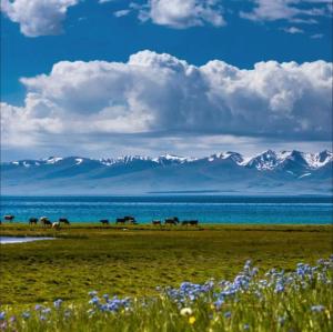 a group of animals grazing in a field near the water at datkaguesthouse in Kochkorka