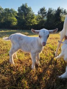 a baby lamb standing in a field of grass at Sev'hotel in Sévérac-le-Château