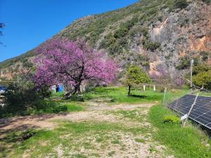 a tree with purple flowers in front of a mountain at Gjipe eco campground 2 in Ilias