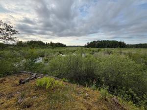 a marshy field with trees and bushes and a body of water at The Hermits Hut in Österby