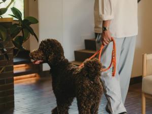 a man walking a brown dog on a leash at BIRD HOTEL in Kamakura