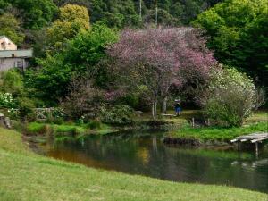 a tree with purple flowers next to a river at Mount Park Guest Farm in Dargle