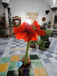 Zahrada ubytování La Casa Grande