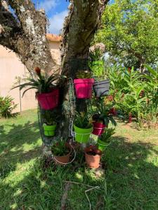 a group of potted plants on a tree at Appartement charmant à Rivière-Salée, 45 m² avec terrasse privée in Rivière-Salée