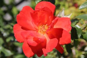 a red flower on a plant with green leaves at Comfortable studio in Bevaix with mountain view - 30 m² + Spa in Bevaix