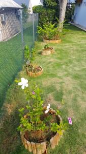 three potted plants in a yard next to a fence at Appartement charmant à Baie Mahault avec belle terrasse – 30 m² in Baie-Mahault