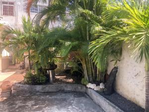 a bunch of palm trees in a courtyard at Appartement charmant à Basse-Terre - 25 m² avec jardin in Basse-Terre