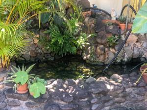 a pond in a garden with plants and rocks at Appartement charmant à Basse-Terre - 25 m² avec jardin in Basse-Terre