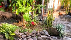 a garden with a bunch of plants and rocks at Appartement charmant à Basse-Terre - 25 m² avec jardin in Basse-Terre +11 photos