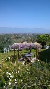 a pergola with purple flowers on it in a field at Agriturismo Abbonbri in Quarrata