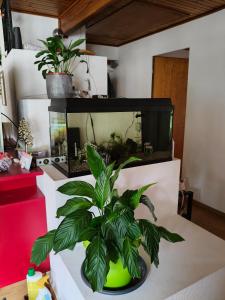 a plant in a fish tank on a table at Grosses Doppelzimmer in Privathaus in Flums