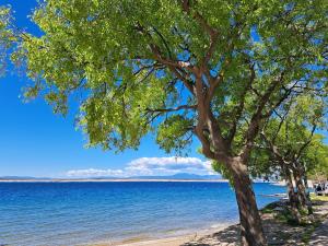 a tree on the beach near the water at Adrasteja 3 - apartment Dramalj in Dramalj