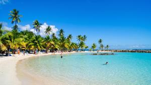 a beach with palm trees and people in the water at Appartement confortable à Sainte-Anne, 70m², vue jardin in Sainte-Anne