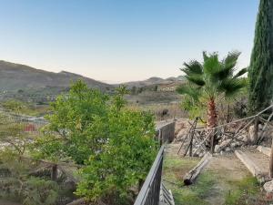 a palm tree in a field with a fence at Spacious villa with private pool and stunning views in Bompensiere +45 photos