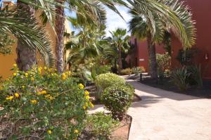 a garden with palm trees and flowers and a building at Cosy apartment in Corralejo, shared pool, 55 m² in Corralejo +10 photos