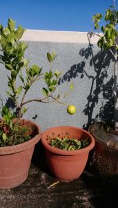 three potted plants sitting next to a wall at Charming studio with sea-view terrace in Souillac - 22 m². in Souillac