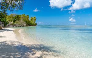 a sandy beach with trees and the ocean at Studio confortable à Sainte-Anne - 30 m² avec vue mer in Sainte-Anne +7 photos