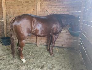 a brown horse is standing in a stable at Cascina Rocchino bed and breakfast in Predosa