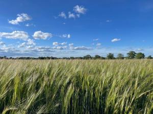 a field of barley under a blue sky at Maple Barn in Eye