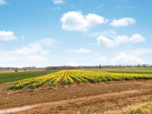 a large field of yellow flowers on a field at The Garden Pod in Brechin