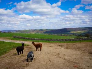 three goats and a horse on a dirt road at Haddon Cottage - Uk40270 in Bakewell +14 photos