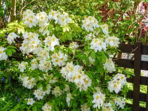 a bunch of white flowers on a fence at Bo Nan Taigh Cottage in Aberfoyle