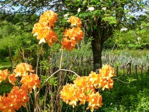 a group of orange flowers in front of a tree at Bo Nan Taigh Cottage in Aberfoyle