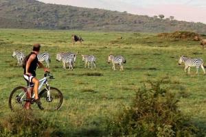 a man riding a bike in front of a herd of zebras at Giraffe Gallery Home in Arusha