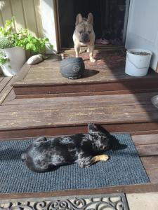 Ein Hund liegt auf einem Teppich auf einer Veranda in der Unterkunft Rosgarden in Hallstavik