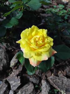 eine gelbe Rose wächst in einem Garten in der Unterkunft Rosgarden in Hallstavik