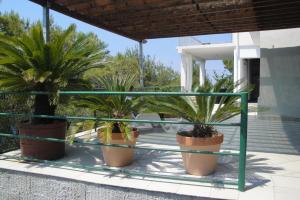 a group of potted plants sitting on a patio at Apartment Nono Ivo in Vis