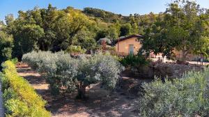 a row of olive trees in front of a house at Terrazza Ganzaria in San Michele di Ganzaria +20 photos