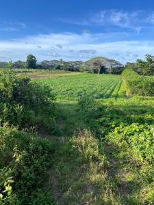 a field of green grass with a dirt road at Riverside Holiday Arartment in Sigatoka