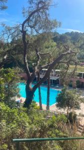 a view of a swimming pool with a tree at Grazioso monolocale Isola d'Elba in Capo D'Arco