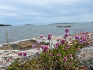 ein Strauß lila Blumen auf einem Felsen am Wasser in der Unterkunft Seglinge Glamping in Norrön + 4 Fotos