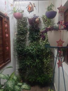 Hostel Flor de Maria في ساو باولو: حديقة عمودية بها نباتات وقدور ورد على الحائط