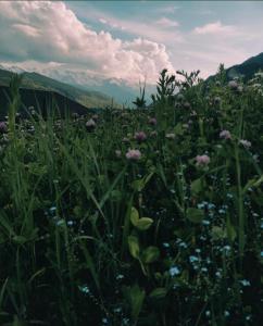 a field of grass and flowers with mountains in the background at NikO's Stay in Mestia