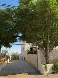 a tree next to a stone wall with a sidewalk at جرش in Dayr al Līyāt