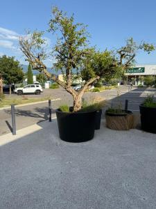 a tree in a pot on the side of a street at Hôtel le Tilleul in Corps