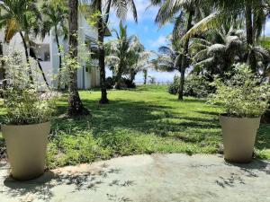 two large pots of plants in a yard with palm trees at Appartement bord de mer in Montjoly +4 photos