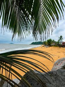 a beach with a palm tree and the ocean at Appartement bord de mer in Montjoly