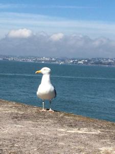 a seagull standing on a wall near the ocean at Beaches BandB in Paignton