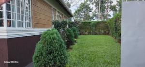 a yard with evergreen hedges next to a house at The Blair Luxury in Paulo